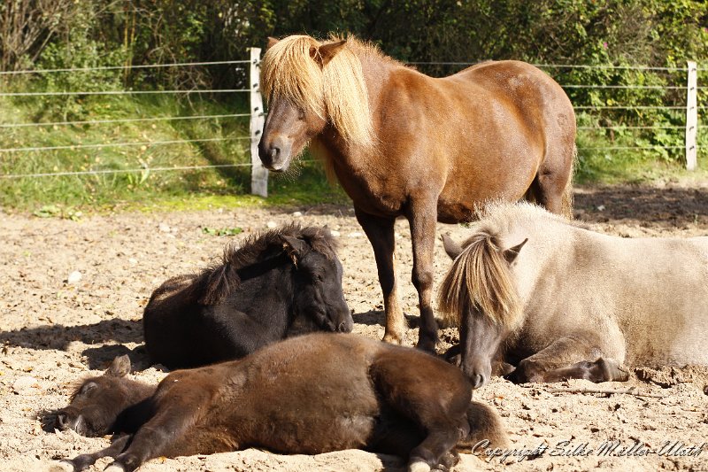 _MG_0906.JPG - Mittagsschlaf