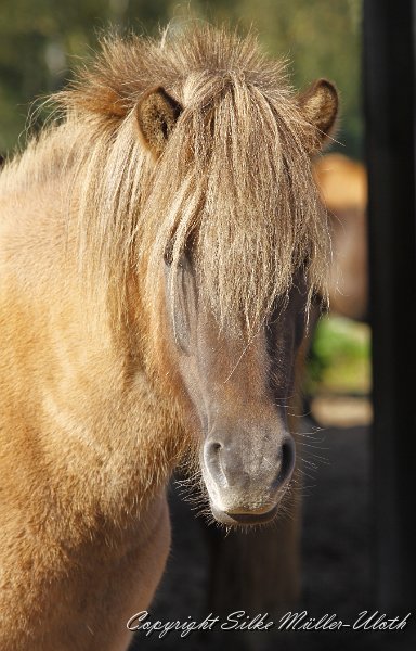 _MG_0918.JPG - Ysja von Heidmoor