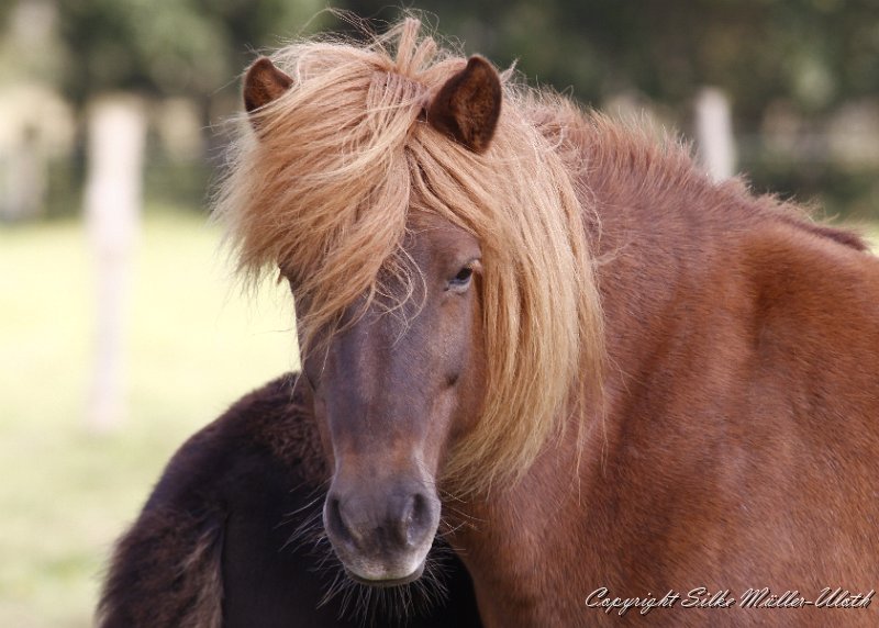 _MG_0949.JPG - Fjalla