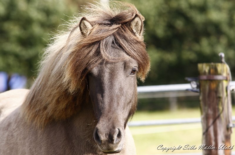 _MG_0959.JPG - Hrafnkatla von Heidmoor