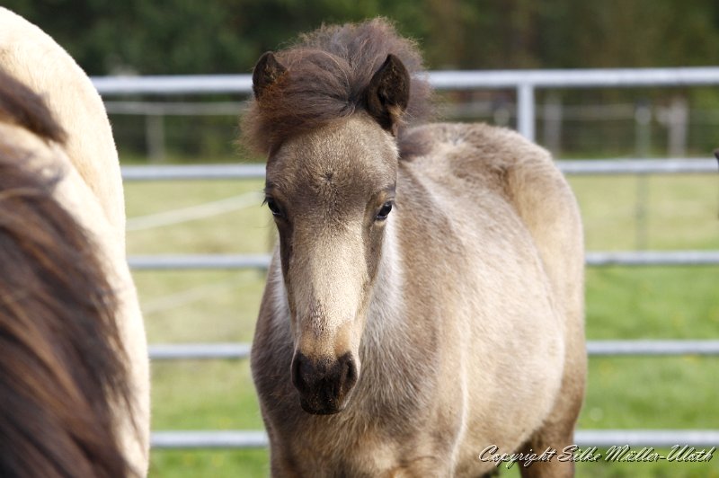 _MG_0974.JPG - Hrydja von Heidmoor