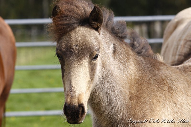_MG_0977.JPG - Hrydja von Heidmoor