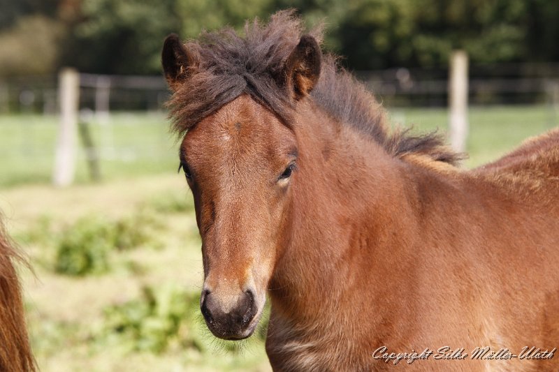 _MG_0984.JPG - Hrynjandi von Heidmoor