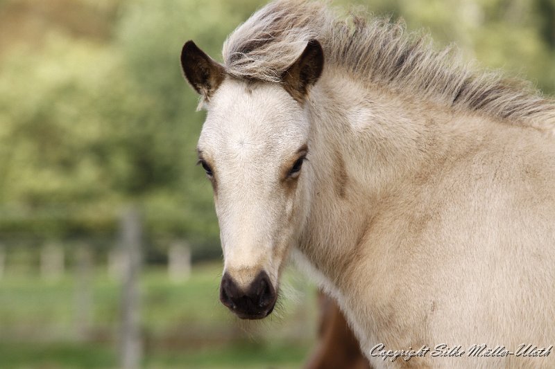 _MG_0994.JPG - Dagur von Heidmoor