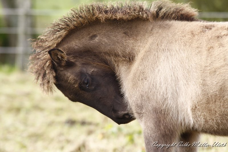 _MG_1009.JPG - Avakur von Heidmoor