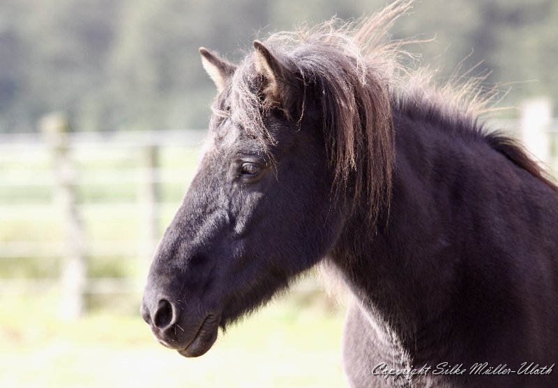 _MG_1015.JPG - Unsere Katla ist jetzt 23 Jahre alt.