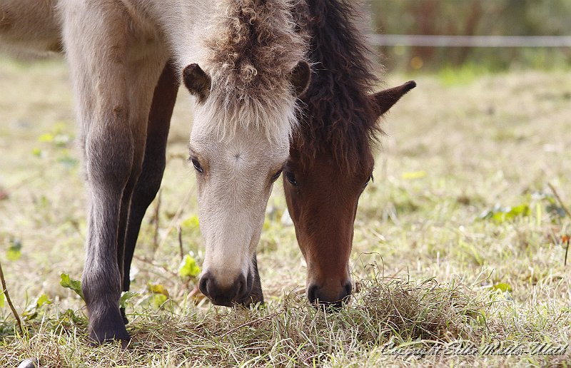 _MG_1021.JPG - Dagur und Hrynjandi auf Entdeckungstour