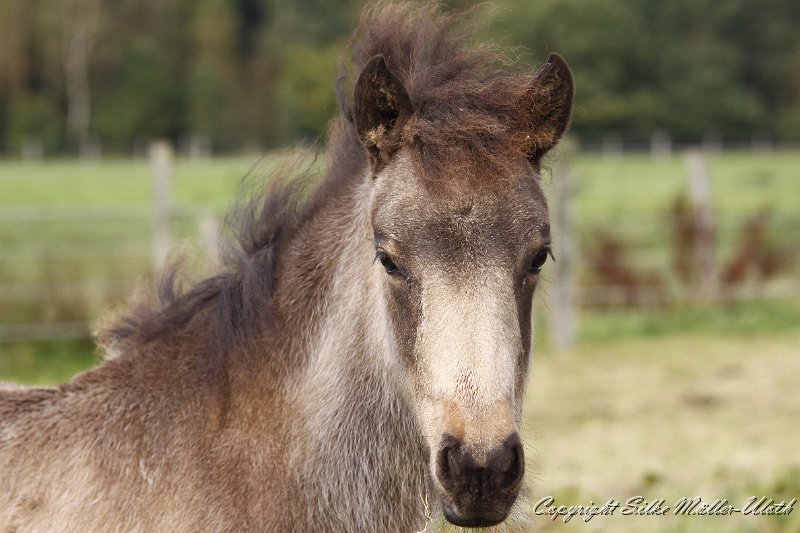 _MG_1026.JPG - Hrydja von Heidmoor
