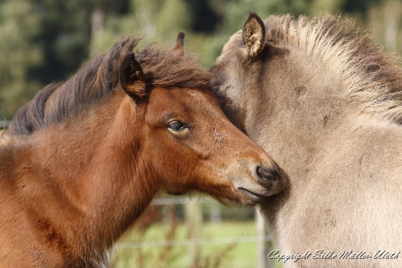 _MG_1036.JPG - Hrynjandi und Avakur