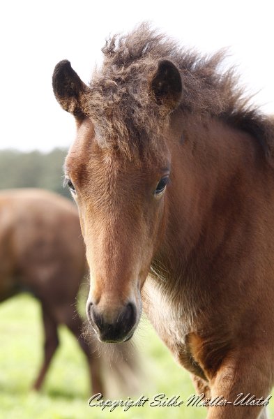 _MG_9840.JPG - Hrynjandi von Heidmoor