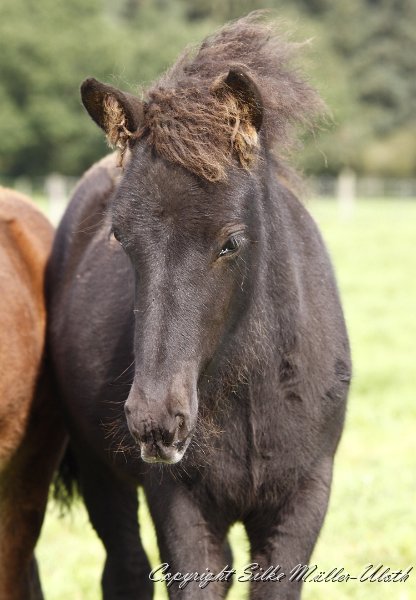 _MG_9868.JPG - Newton von Heidmoor