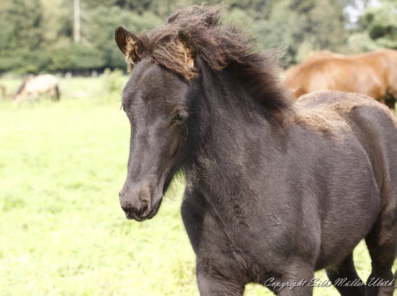 _MG_9872.JPG - Newton von Heidmoor