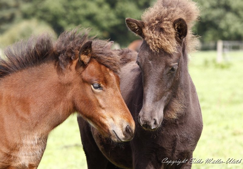 _MG_9883.JPG - Hrynjandi und Elin