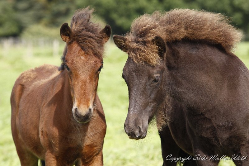 _MG_9888.JPG - Hrynjandi und Elin