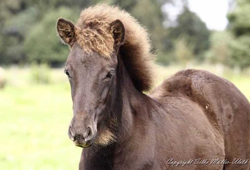 _MG_9911.JPG - Elin von Heidmoor
