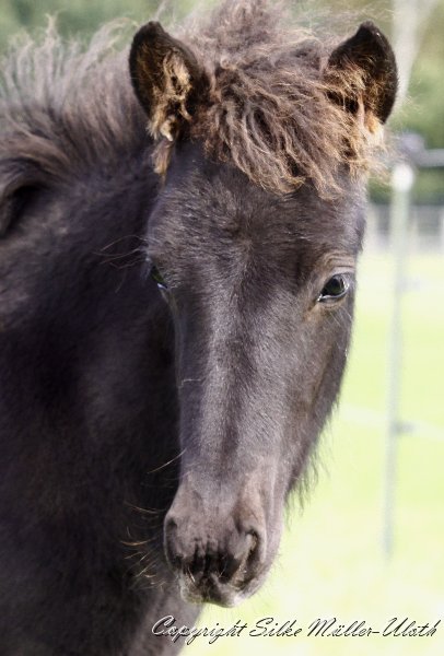 _MG_9912.JPG - Newton von Heidmoor