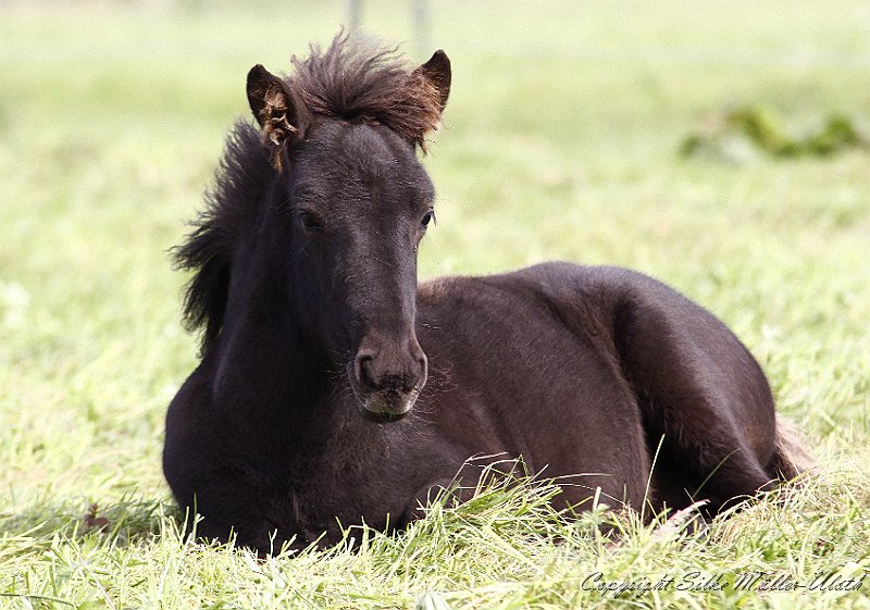 _MG_9947.JPG - Grimnir von Heidmoor
