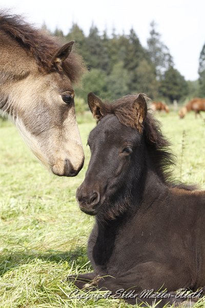 _MG_9968.JPG - Hrydja und Grimnir
