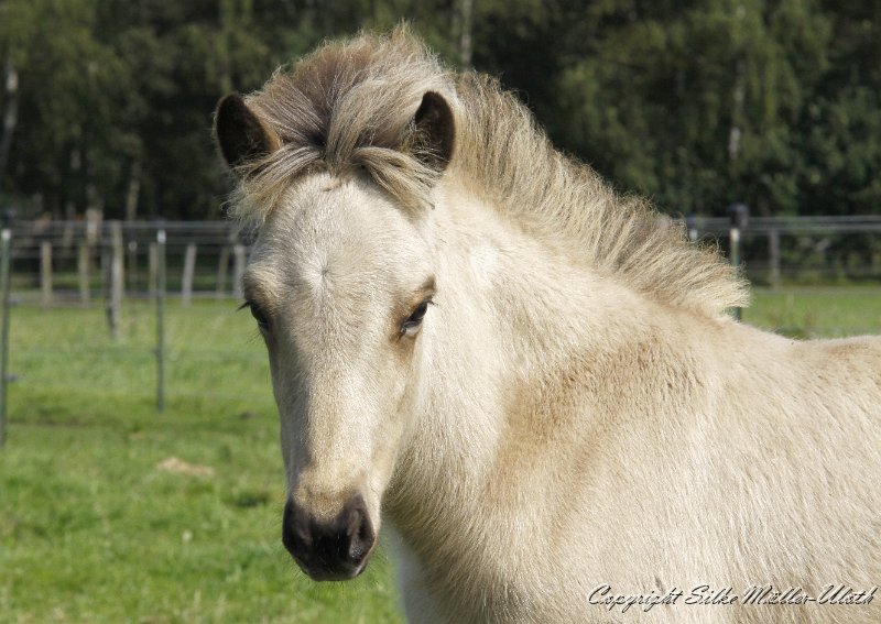_MG_9996.JPG - Dagur von Heidmoor