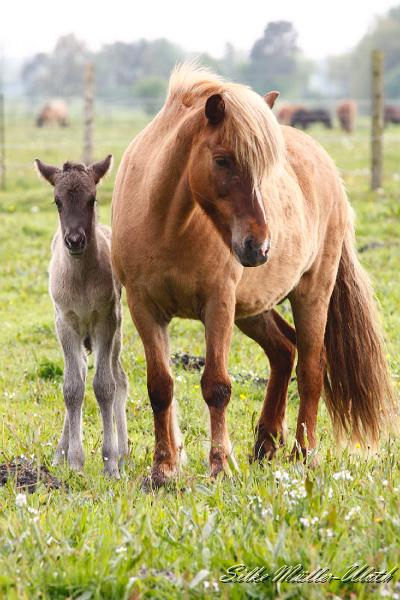 _MG_1441.JPG - Mitte Mai werden die ersten Fohlen geboren - Arwen wenige Stunden alt und ihre Mutter Petra fra Strandarhoefdi