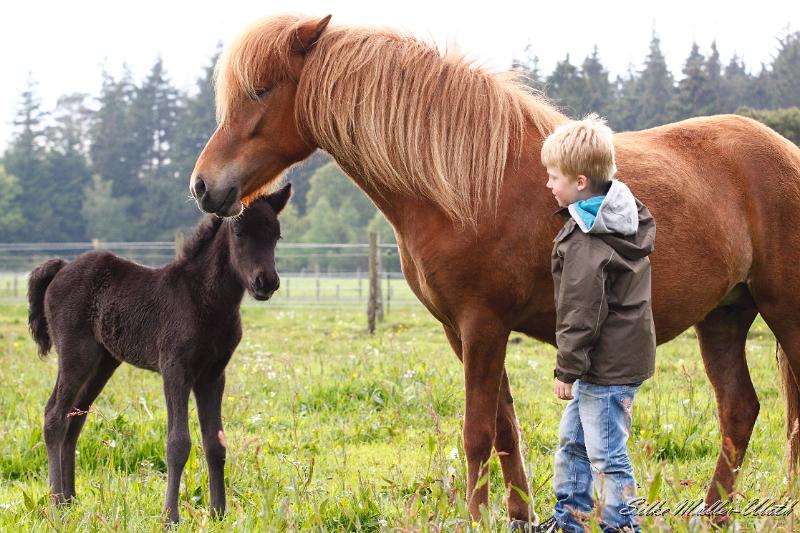 _MG_1478.JPG - Thorge nimmt vorsichtig Kontakt zu Laeva und Lukka auf
