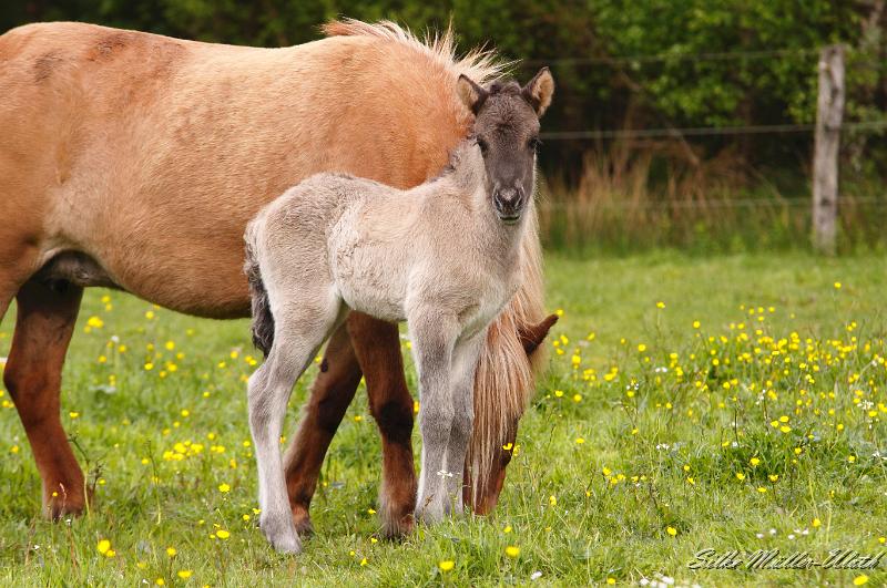 _MG_1583a.jpg - Arwen ist sehr fotogen und stellt sich gerne auf.