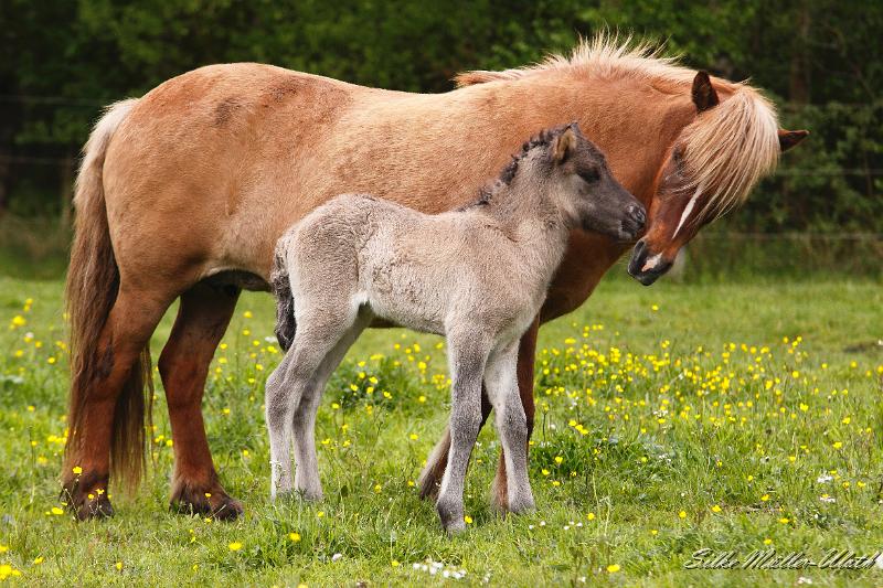 _MG_1599.JPG - Arwen und Petra