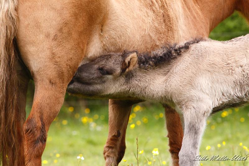 _MG_1606.JPG - Arwen - Hunger