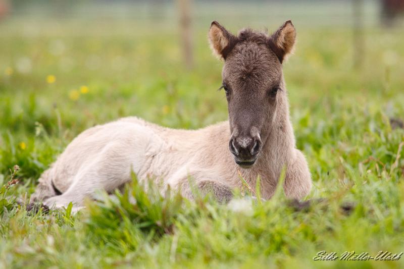 _MG_1632.JPG - Arwen von Heidmoor