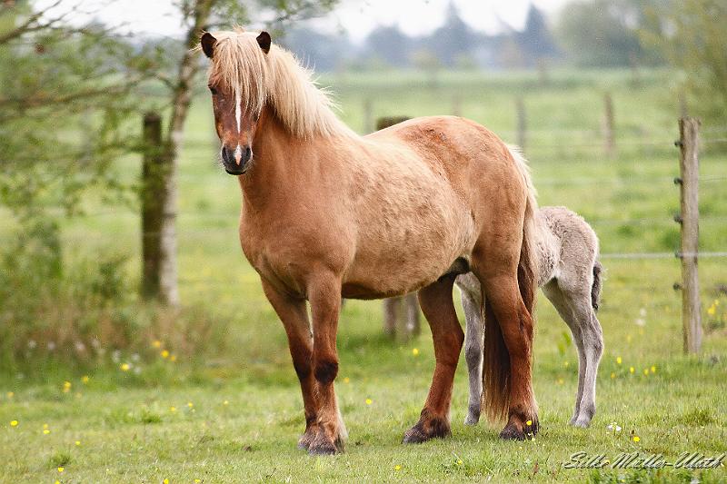 _MG_1636.JPG - Petra fra Strandarhoefdi