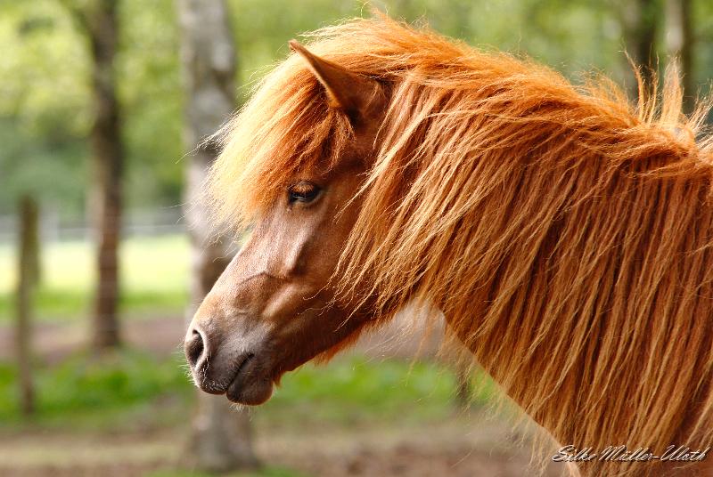 _MG_2684.jpg - Fjalla von Heidmoor - unsere aelteste selbstgezogene Stammstute