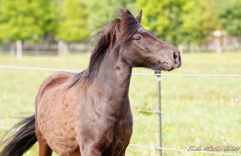 _MG_2790.jpg - Brak fra Kopavogi