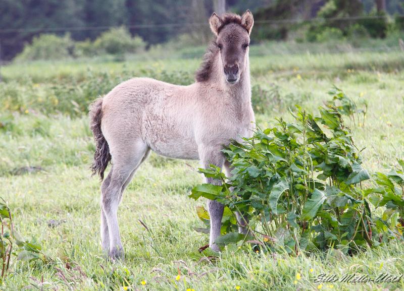 _MG_3157a.jpg - Arwen ist schon um einiges gewachsen Anfang Juni