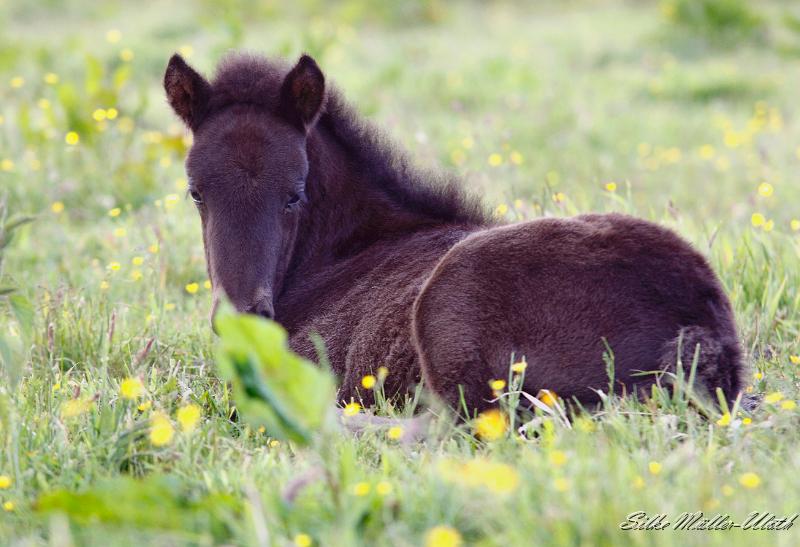 _MG_3165a.jpg - Lukka haelt Mittagsschlaf