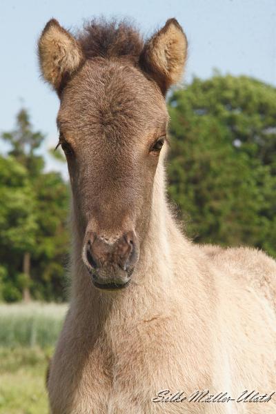 _MG_3187a.jpg - Arwen - ein kleines Maedchen