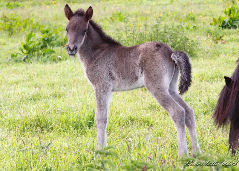 _MG_3211a.jpg - Otur weiss schon wie man sich richtig als Hengst aufstellt