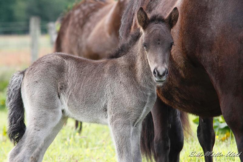 _MG_3217.JPG - Otur von Heidmoor