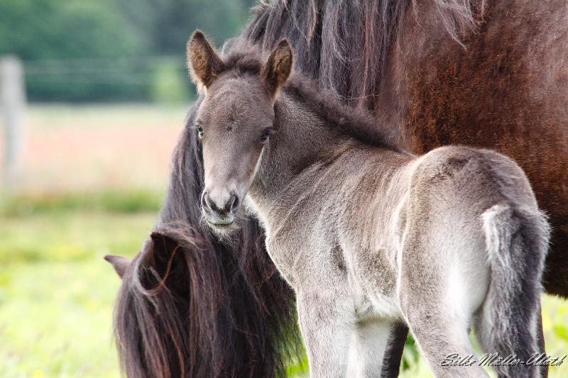 _MG_3224.JPG - Otur von Heidmoor