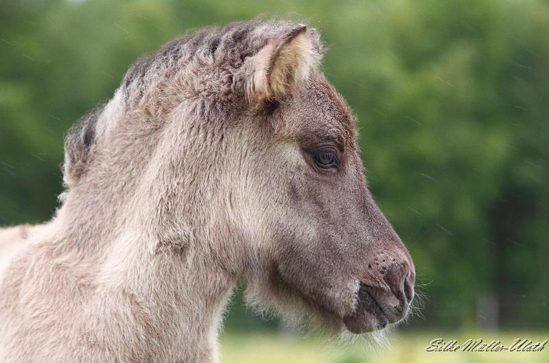 _MG_3291a.jpg - Arwen