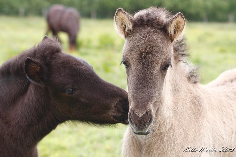 _MG_3292.JPG - Lukka und Arwen