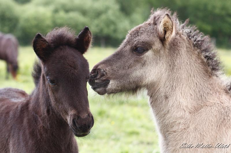_MG_3294.JPG - Lukka und Arwen