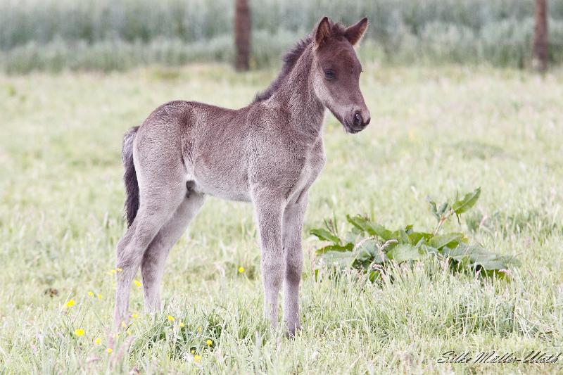 _MG_3300.JPG - Otur von Heidmoor