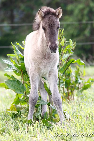 _MG_3361.JPG - Wozu ein Riesenampfer gut sein kann