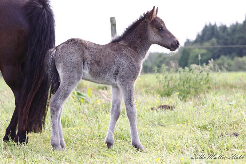 _MG_3365.JPG - Otur von Heidmoor