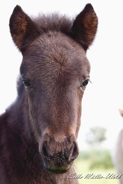 _MG_3373.JPG - Lukka kleine Pueppi