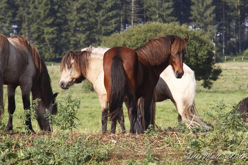 _MG_1267.JPG - Unsere Junghengste wachsen in einem grossen Herdenverband auf.