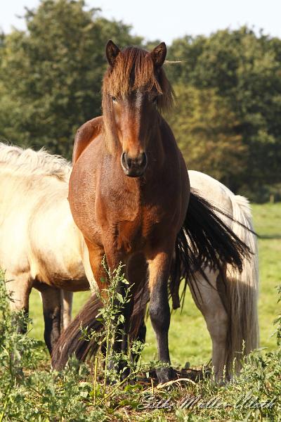 _MG_1271.JPG - Unsere Junghengste wachsen in einem grossen Herdenverband auf.