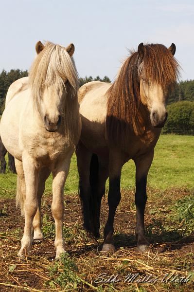 _MG_1283.JPG - Myrdal und Teitur