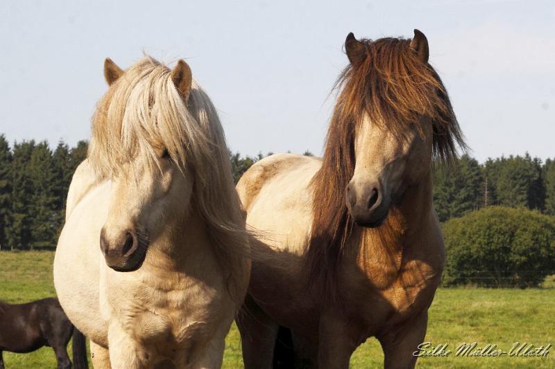 _MG_1285.JPG - Myrdal und Teitur