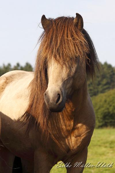 _MG_1286.JPG - Teitur von Heidmoor